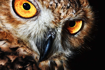 Тотемное животное: узнай своего зверя по дате рождения и имени