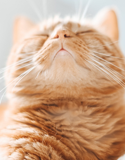 Какого питомца стоит завести дома: 12 причин, почему кошка лучше собаки (фото)