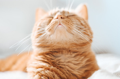 Какого питомца стоит завести дома: 12 причин, почему кошка лучше собаки (фото)