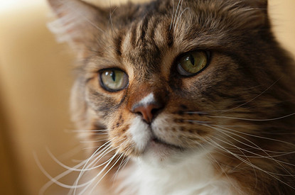 Что нужно знать, прежде чем завести кошку породы мейн-кун: характеристика, описание и уход