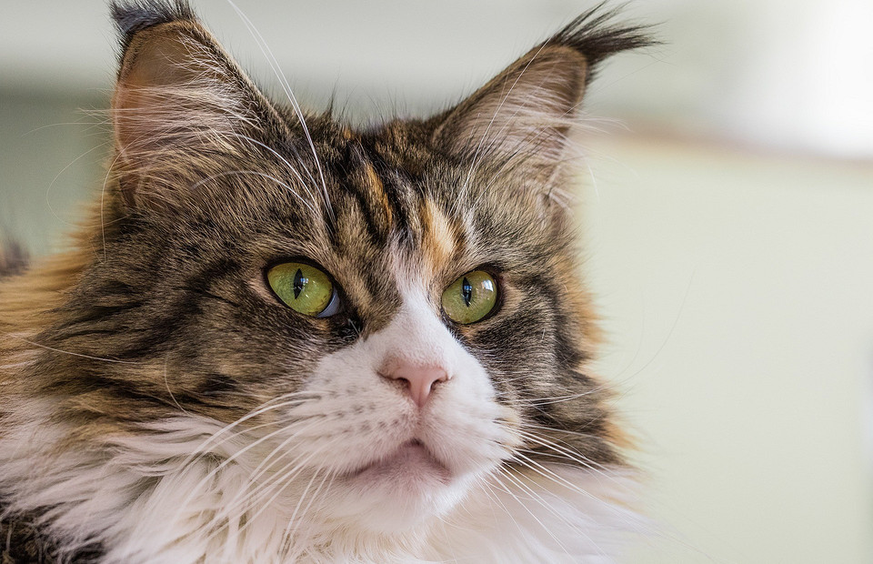 Что нужно знать, прежде чем завести кошку породы мейн-кун: характеристика, описание и уход