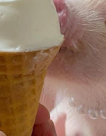 15 милейших фото минипигов, которые точно сделают твой день