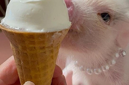 15 милейших фото минипигов, которые точно сделают твой день