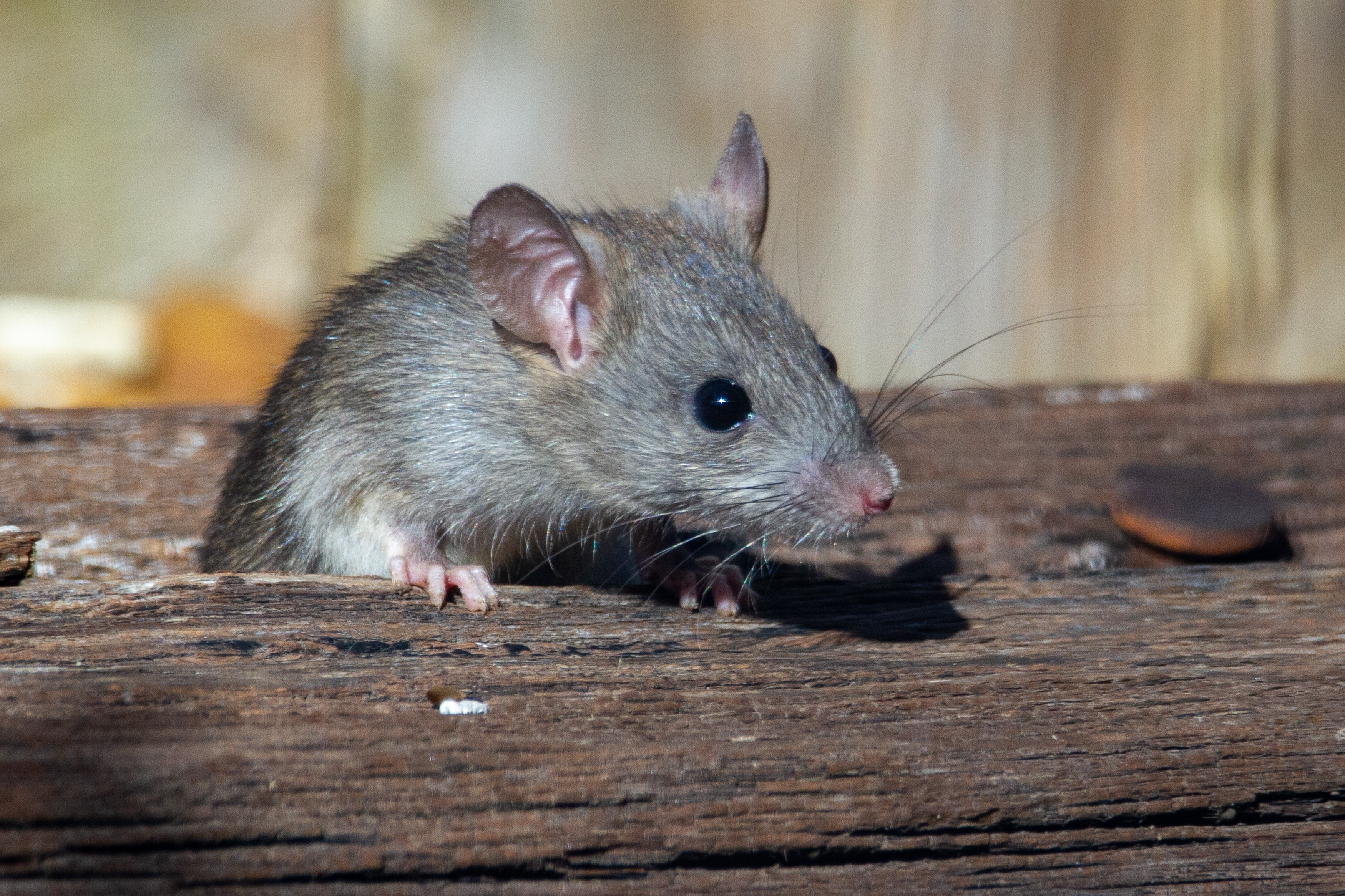 Как избавиться от мышей в доме или на даче: 12 работающих способов (видео)