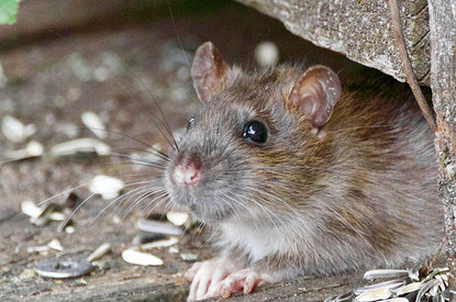 Как избавиться от мышей в доме или на даче: 12 работающих способов (видео)