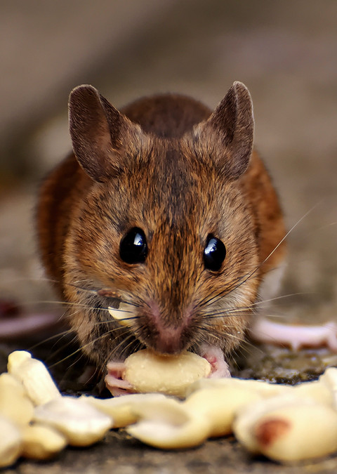 6. также отпугивать грызунов могут мыши в доме или на даче. 