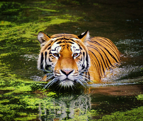 Отличие Водяного Тигра от типичного кроется в пластичности и чуткости. При этом он также благороден, яростен, напорист и импульсивен. Водяной Тигр не отступится от цели,&nb...