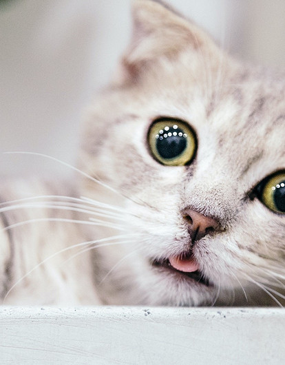 Инстинкт размножения: плюсы и минусы кастрации кота, в каком возрасте ее делают