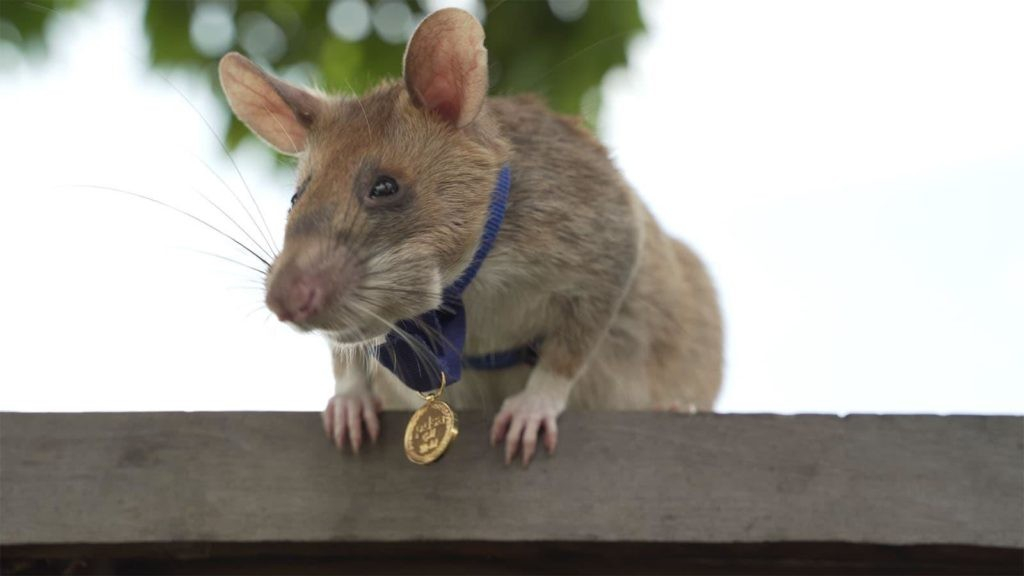 Крыса-сапер и пес по кличке Медведь: животные-герои, которых наградили медалями
