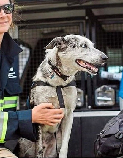 Крыса-сапер и пес по кличке Медведь: животные-герои, которых наградили медалями