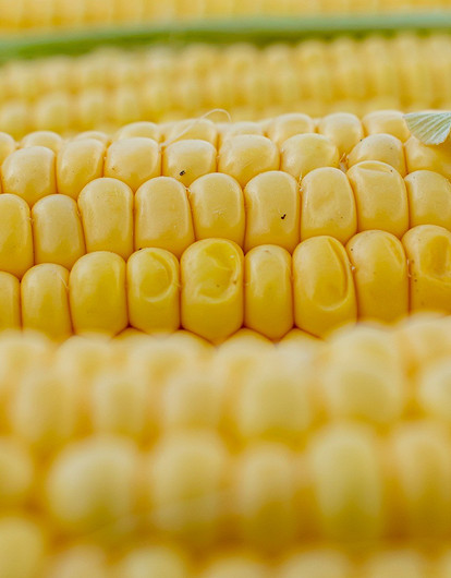 Царица полей: польза, вред кукурузы и 5 блюд, которые можно из нее приготовить