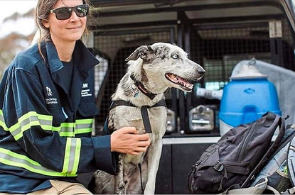 Крыса-сапер и пес по кличке Медведь: животные-герои, которых наградили медалями