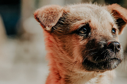 Как научить щенка слушаться хозяев: 3 главных совета от эксперта