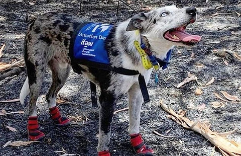 Пес без устали выполнял свою работу — без него пожарные не смогли бы обнаружить и спасти из огня более 100 напуганных и беззащитных коал, которые итак находя...
