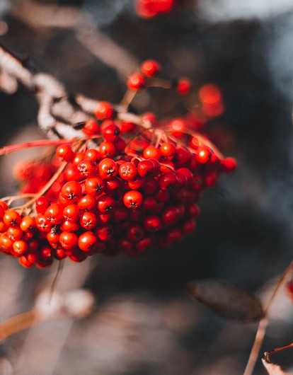 «Ой, рябина кудрявая»: полезные свойства красной ягоды и секреты заготовки на зиму