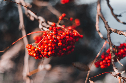 «Ой, рябина кудрявая»: полезные свойства красной ягоды и секреты заготовки на зиму