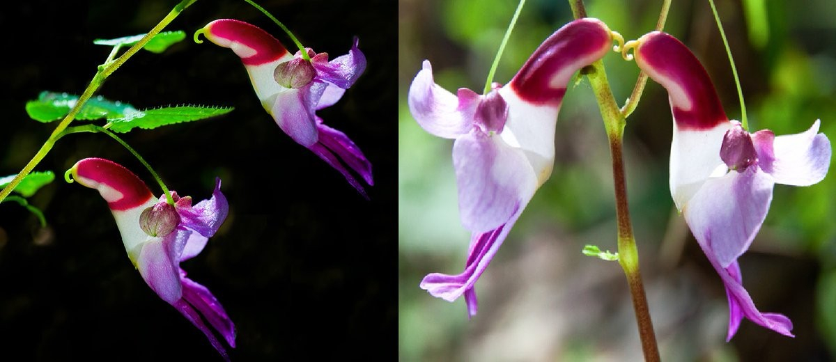 Растение-пенис, Голый человечек и Недотрога попугайная: фото цветов, чьи бутоны тебя удивят и насмешат