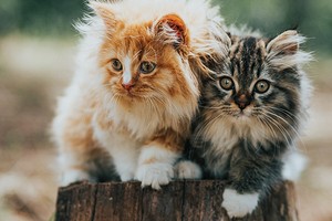 200+ имен (кличек) для котов и котят-мальчиков