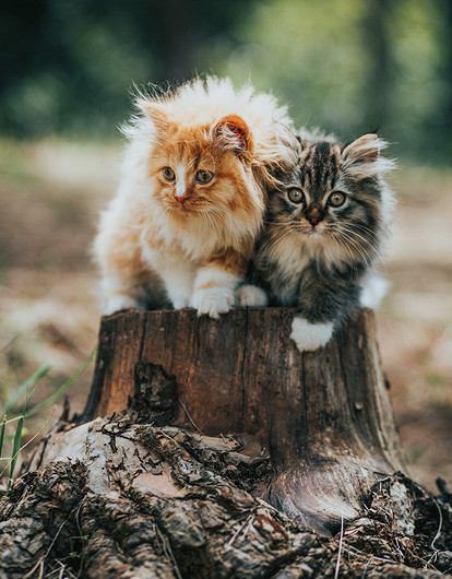 Как назвать котенка-мальчика: 200+ красивых, смешных и необычных имен для котов