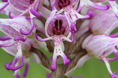 Растение-пенис, Голый человечек и Недотрога попугайная: фото цветов, чьи бутоны тебя удивят и насмешат
