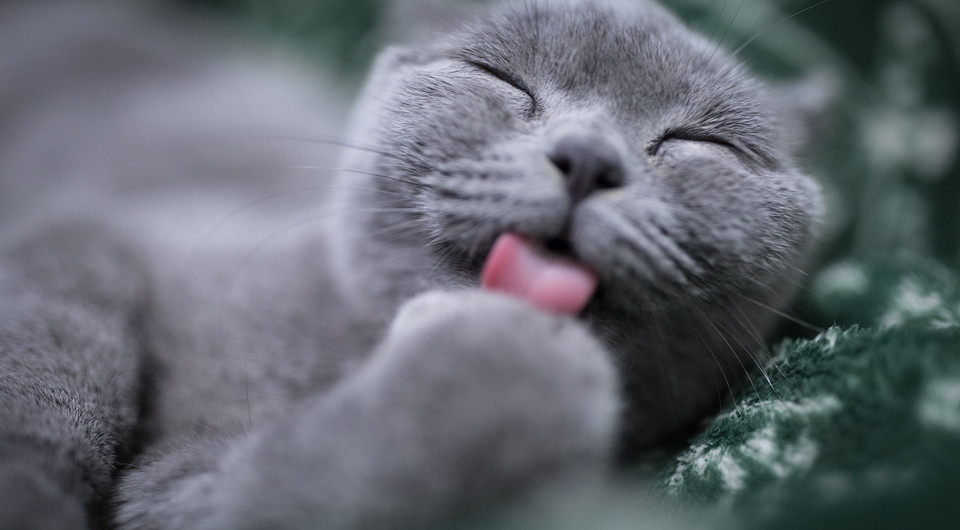 Ученые выяснили, почему кошки макают лапки в миску с водой