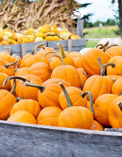 Чем полезна тыква: как влияет на организм, в каком виде лучше употреблять