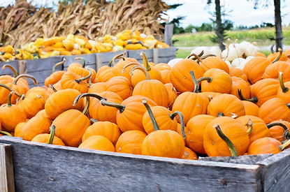 Чем полезна тыква: как влияет на организм, в каком виде лучше употреблять
