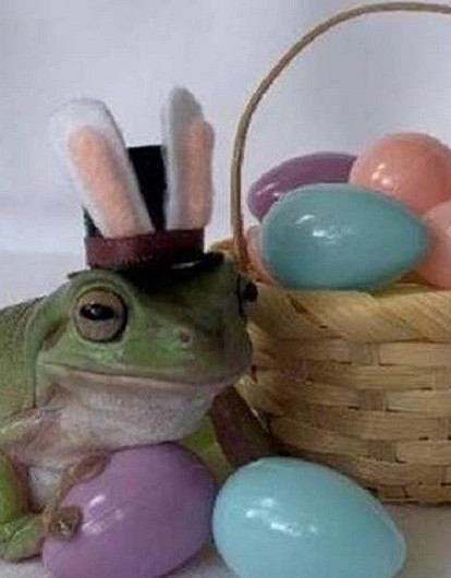 Почему летучая мышь стала «Птицей года» и какое звание получил медведь Отис: 4 необычных звериных конкурса