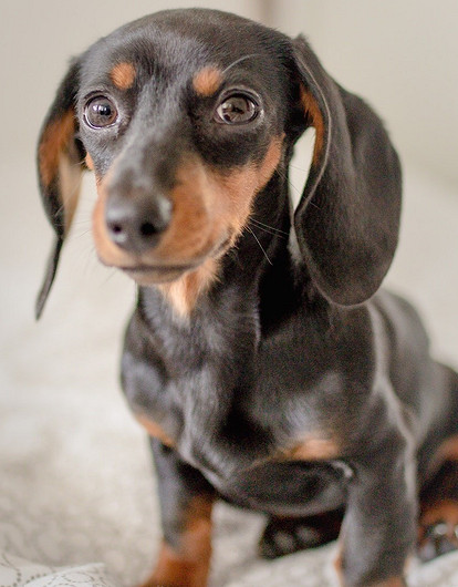 Собака-непослушака: 8 пород, которые плохо поддаются дрессировке