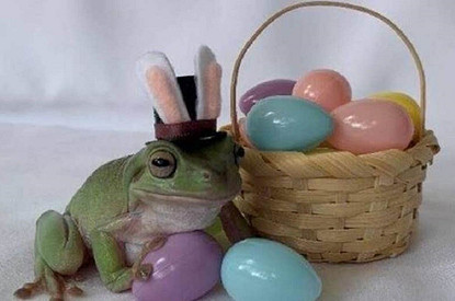 Почему летучая мышь стала «Птицей года» и какое звание получил медведь Отис: 4 необычных звериных конкурса