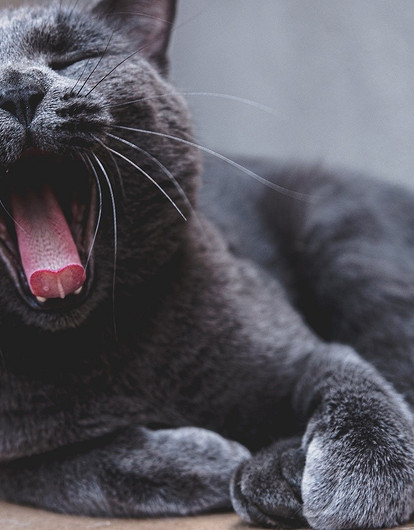 8 пород кошек из России, которые популярны во всем мире