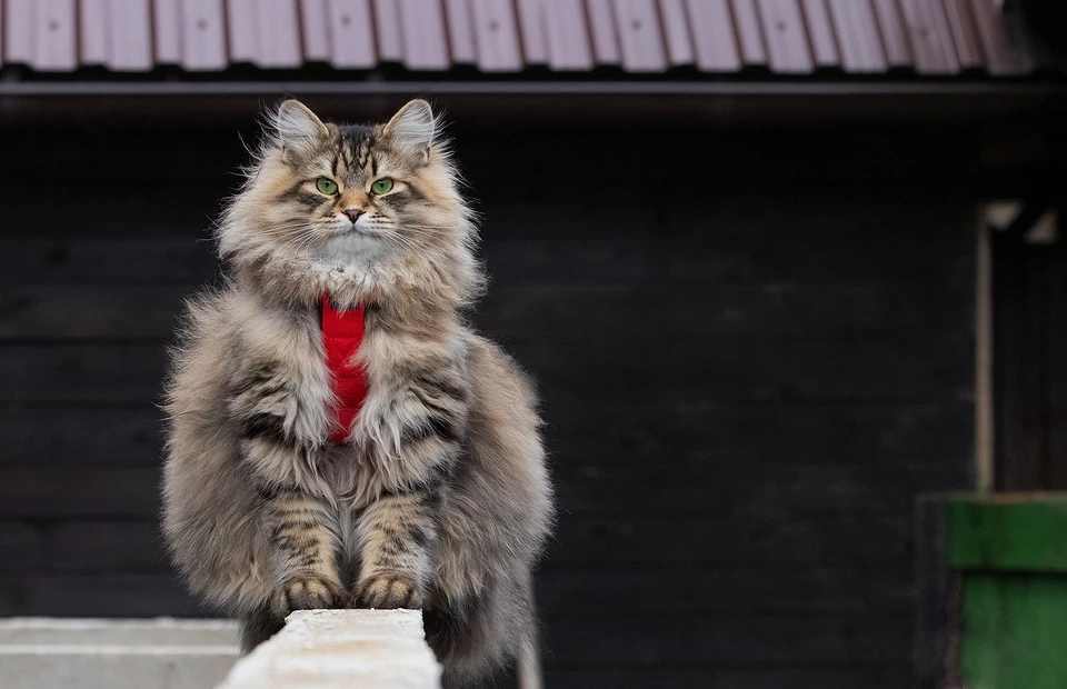 8 пород кошек из России, которые популярны во всем мире
