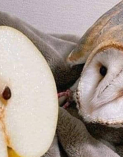 Что они о себе возомнили? 15 фотографий фруктов и овощей смешных форм