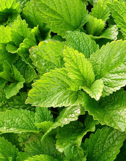 Мелисса: полезные свойства и рецепты напитков