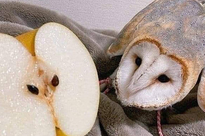 Что они о себе возомнили? 15 фотографий фруктов и овощей смешных форм