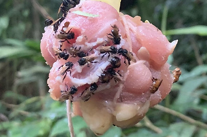 Ученые обнаружили пчел-мутантов: насекомые отрастили дополнительный зуб и питаются падалью