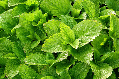 Мелисса: полезные свойства и рецепты напитков