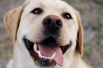 Это не по-человечески: 8 удивительных судебных дел с животными