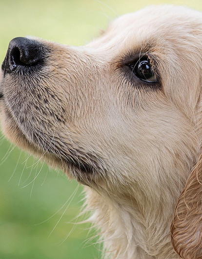 Породы-вундеркинды: топ-10 самых умных собак