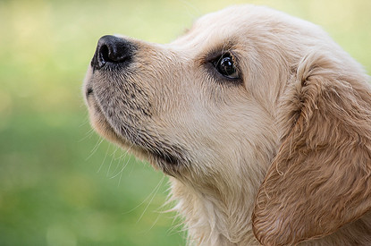 Породы-вундеркинды: топ-10 самых умных собак