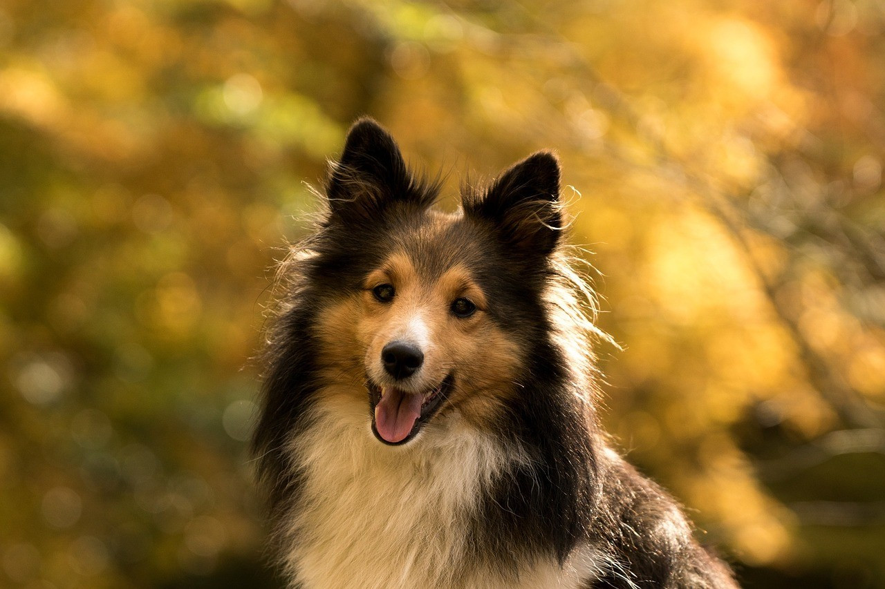 Самые умные породы собак топ 10 с фото и названиями