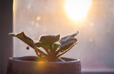 Фиалки — цветы для души: уход и выращивание сенполий в домашних условиях | VK
