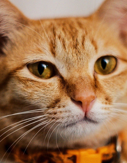 И накормит, и напоит: 7 умных гаджетов для кошки, которые облегчат тебе жизнь