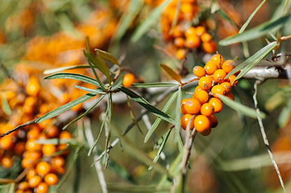 Облепиха: полезные свойства и секреты заготовки на зиму