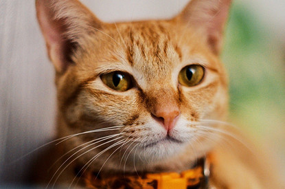 И накормит, и напоит: 7 умных гаджетов для кошки, которые облегчат тебе жизнь