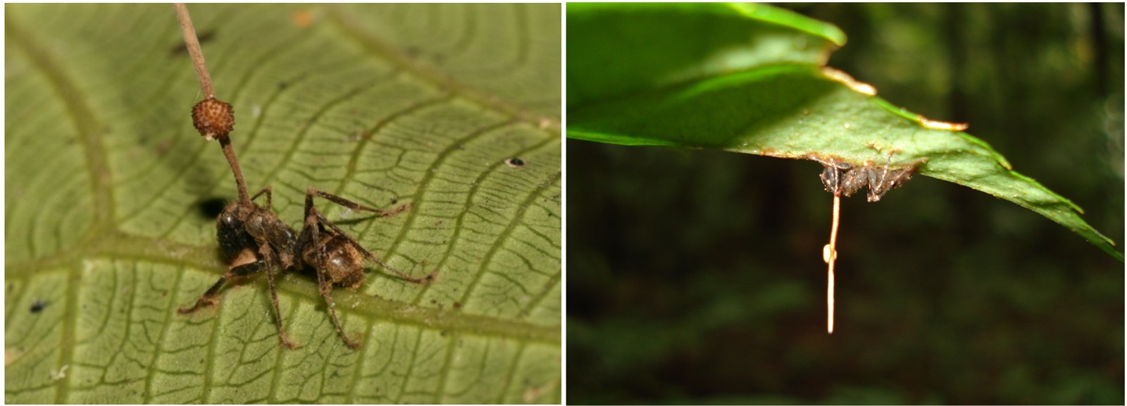Безвольные муравьи и мухи-некрофилы: 5 грибов-паразитов, которые порабощают мозг насекомых