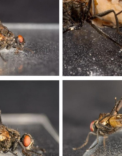 Безвольные муравьи и мухи-некрофилы: 5 грибов-паразитов, которые порабощают мозг насекомых