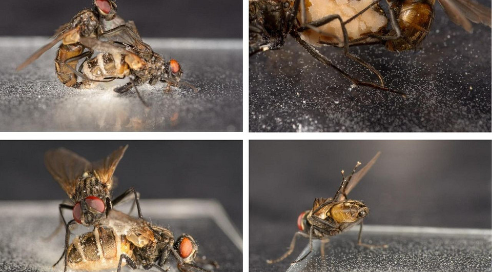 Безвольные муравьи и мухи-некрофилы: 5 грибов-паразитов, которые порабощают мозг насекомых