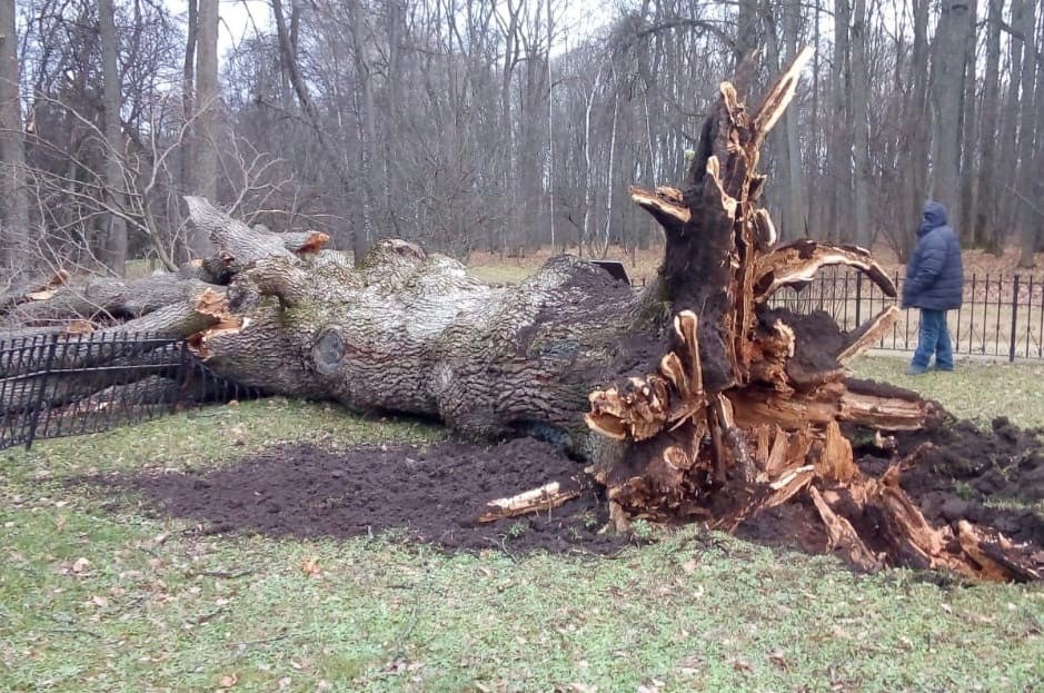 Ураган с корнем вырвал Тургеневский дуб в Орловской области (ему было почти 200 лет)