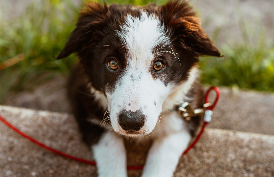 Породы-вундеркинды: топ-10 самых умных собак